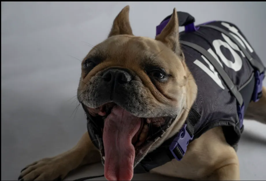 Follow Pet Vest BLK/PNK